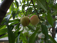 自家製の桃