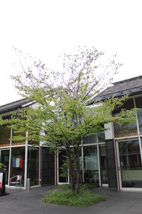 松本旅行 松本市美術館
