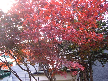 旧手宮線 その①