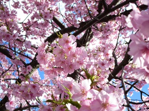 河津桜、満開