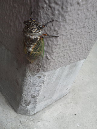 もう、夏ですよね