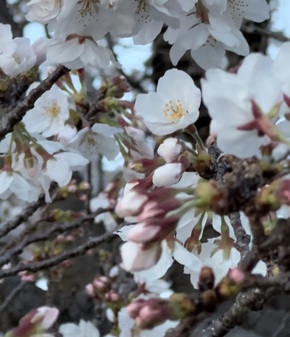 いよいよ満開になり始めた地元宇刈川堤防沿いの桜並木!愛犬ヨコネと散歩して驚き!県道の北と南で咲き方が違い焦り!! いよいよ満開になり始めた地元宇刈川堤防沿いの桜並木!愛犬ヨコネと散歩して驚き!県道の北と南で咲き方が違い焦り!!