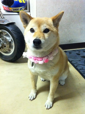 春の頼り!次々と! 愛犬ヨコネとの日々♪