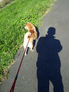 先日保護した小型犬のその後。 元気にしてます!