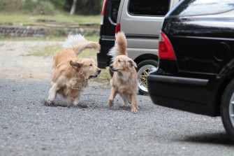 3連休のワンコ!