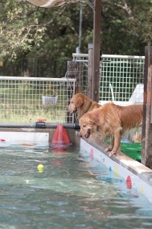 3連休のワンコ!