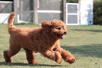 3連休のワンコ♪