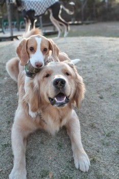 2013年 犬種別サービスデー!
