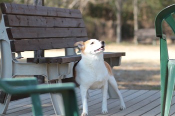 プールをねだる・・・