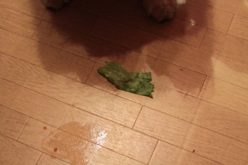 楽しいお泊り♪
