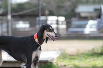 続・週末のワンコ♪
