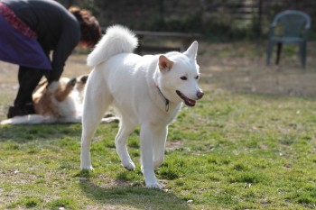 続・週末のワンコ♪