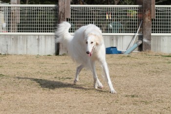 続・週末のワンコ♪