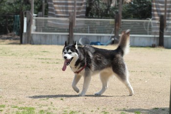 続・週末のワンコ♪