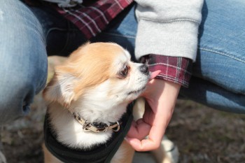続・週末のワンコ♪