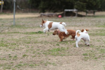 祝日のワンコ♪
