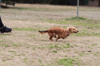 祝日のワンコ♪