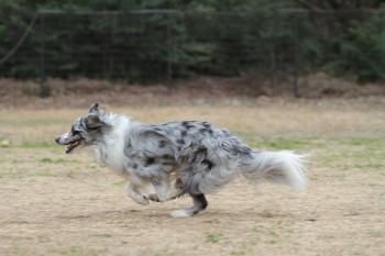 祝日のワンコ♪
