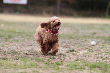 祝日のワンコ♪