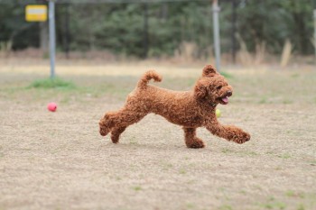 祝日のワンコ♪