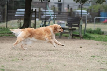 祝日のワンコ♪