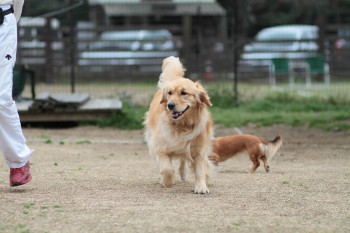 祝日のワンコ♪