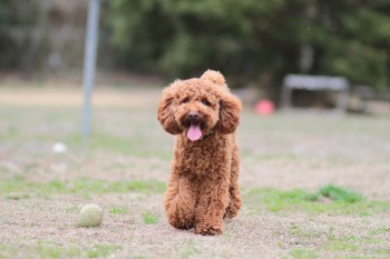祝日のワンコ♪