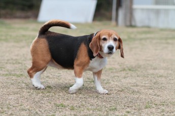 頭に花を♪