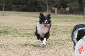 頭に花を♪