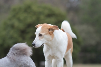 頭に花を♪