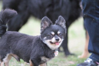 犬種別サービスデー♪