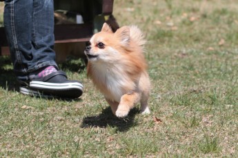 週末のワンコ♪