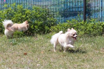 週末のワンコ♪