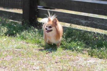 週末のワンコ♪
