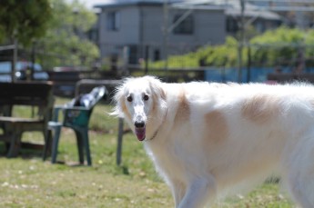 週末のワンコ♪