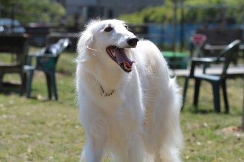 週末のワンコ♪