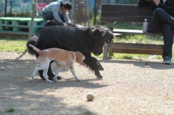 続・週末のワンコ♪