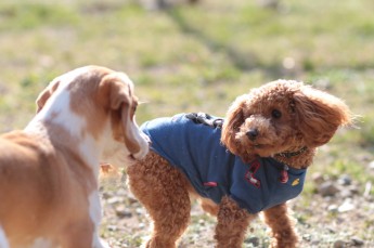 続・週末のワンコ♪