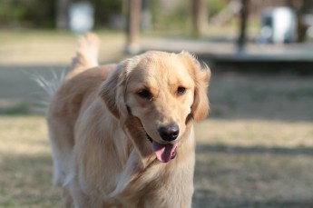 続・週末のワンコ♪