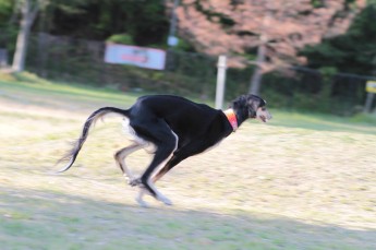 続・週末のワンコ♪