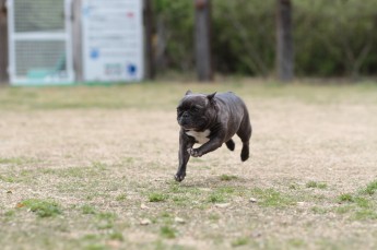 週末のワンコの!
