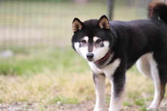 週末のワンコの!