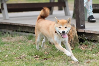週末のワンコの!