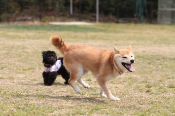 週末のワンコの!