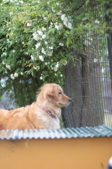 急げ♪