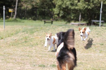 急げ♪