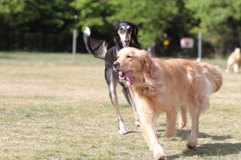 続・週末のワンコ♪