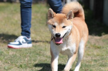 続・連休のワンコ♪