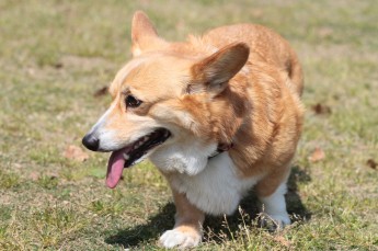 続・連休のワンコ♪