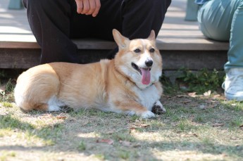 続・連休のワンコ♪